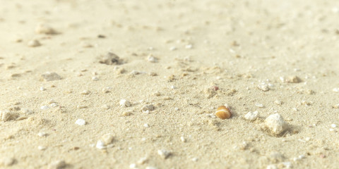Fototapeta na wymiar Texture of sand and seashell