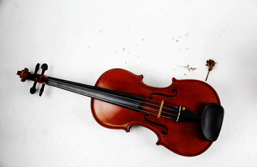 Fototapeta na wymiar The wooden violin with petal of small dried flower put on white background,vintage and art design,blurry light around.