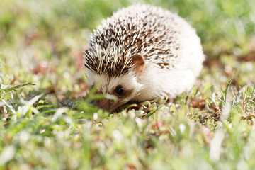  African white- bellied hedgehog