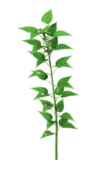3D Rendering Common Nettle on White