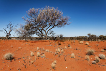 Australian landscape in the Red Center0