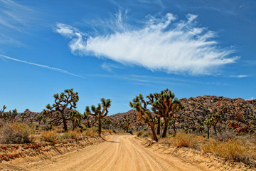 Desert road through Joshua Tree national park
