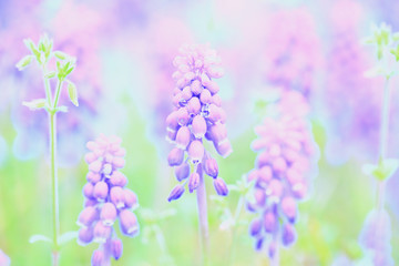 Close up horizontal image of lots of full bloom Grape Hyacinth purple flowers with bright water drops, with a defocused green field background 1