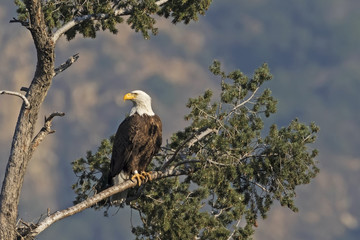 Eagle on tree limb perch