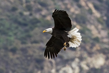 Bald eagle flying over valley