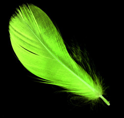 A green feather on a black background