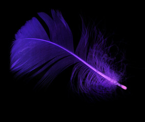 Blue feather on a black background
