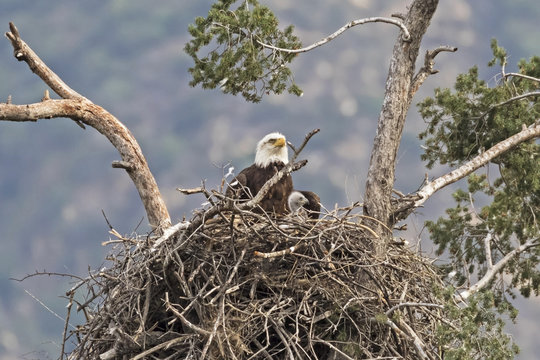 Eagle and chick in Los Angeles foothills nest