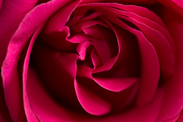 Fototapeta na wymiar Beautiful red rose as a background