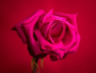 Beautiful red rose on a red background