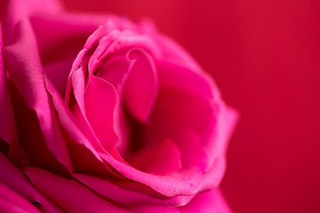 Beautiful red rose on a red background