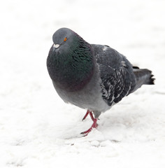 Pigeon sits on white snow in winter