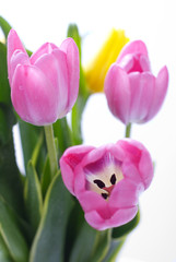 fine tulips isolated on white