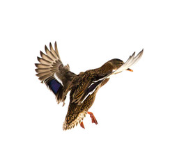 Fototapeta premium Duck in flight on a white background