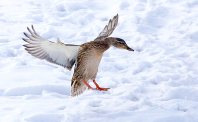 Duck flying against white snow in winter