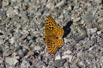 Fototapeta na wymiar Callippe Fritillary Butterfly