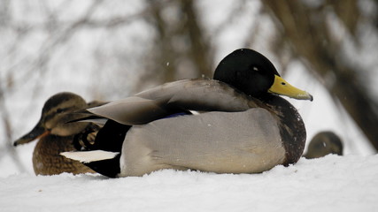 Wild ducks in the winter