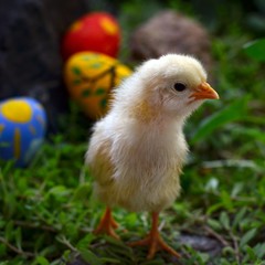 Super hero baby chicken with magic eggs. Easter fairy tale. 