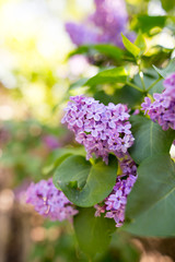 Lilac flowers on a tree in spring