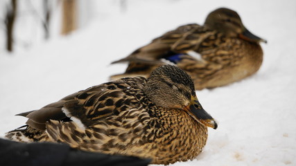 Wild ducks on snow