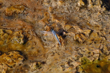 Blue Dasher dragonfly