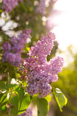Lilac flowers on a tree in spring