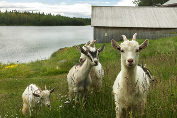 Goat kids farm animals in green grass spring sunny day.