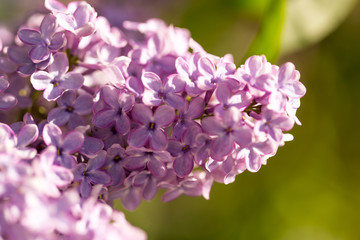 Lilac flowers on a tree in spring