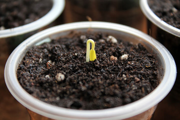 Young sprout of pepper climbs out of soil in container.