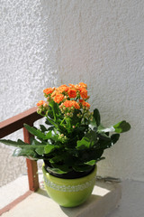 Kalanchoe plant with orange flowers, Kalanchoe blossfeldiana