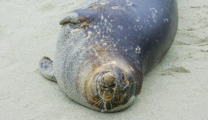Sea lion laying on his back and smiling. La Jolla Beach, California.  Positive concept.