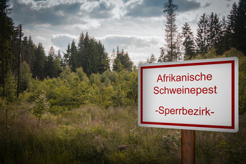 Wildschweinepest Afrikanische Schweinepest 