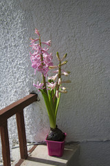 Spring pink hyacinth flower