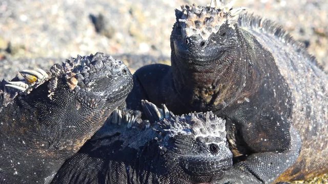 Marine iguanas bask in the sun on the volcanic shores of the Galapagos Islands, Ecuador.