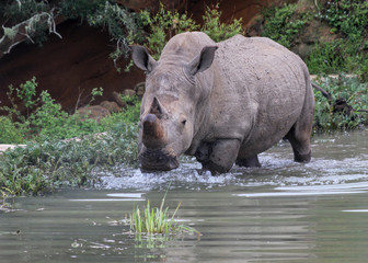 White rhino (Ceratotherium simum) wading through a river