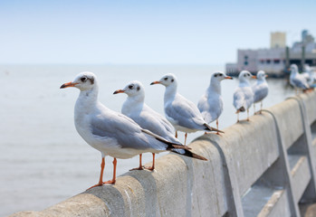 White seagull standing on the bridge in nature background.