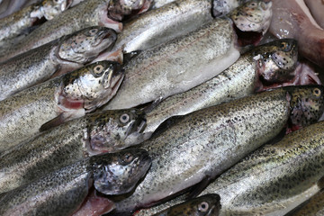 Pescados en la pescaderia