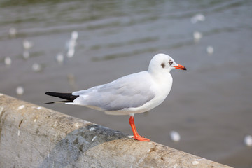White seagull standing on the bridge in nature background.