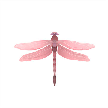 Beautiful Elegant Pink Dragonfly