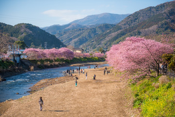 桜のある風景