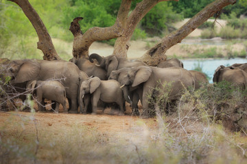 Stado słoni, rodzina słoni, Park Krugera, RPA