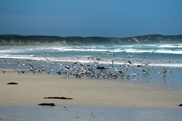 Birds called lesser crested terns in flight at beautiful beach with white sand and turquoise water, Australia
