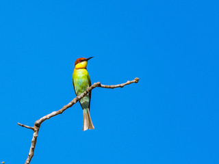 Bienenfresser auf Beutesuche
