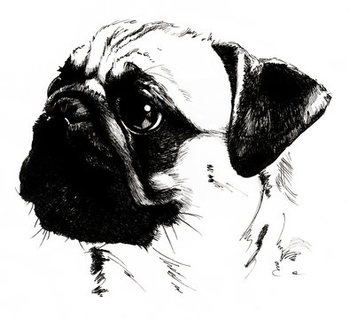 Hand drawn dog breed pug portrait