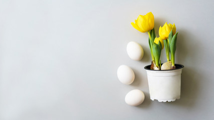 Easter background with tulips and white eggs on grey with copy space on the left side. 