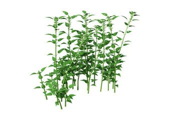 3D Rendering Common Nettle on White