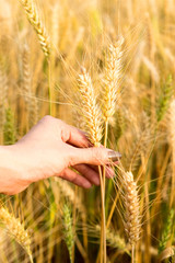 Woman hand caressing some ears of barley wheat yellow rice field in Chaingmai Thailand.