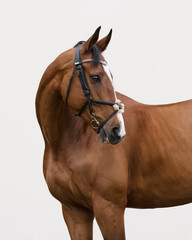 Portrait of a bay horse in the bridle look back on light background isolated	