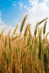 Barley Wheat field in golden glow and cloud blue sky in Chaingmai Thailand