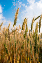 Barley Wheat field in golden glow and cloud blue sky in Chaingmai Thailand